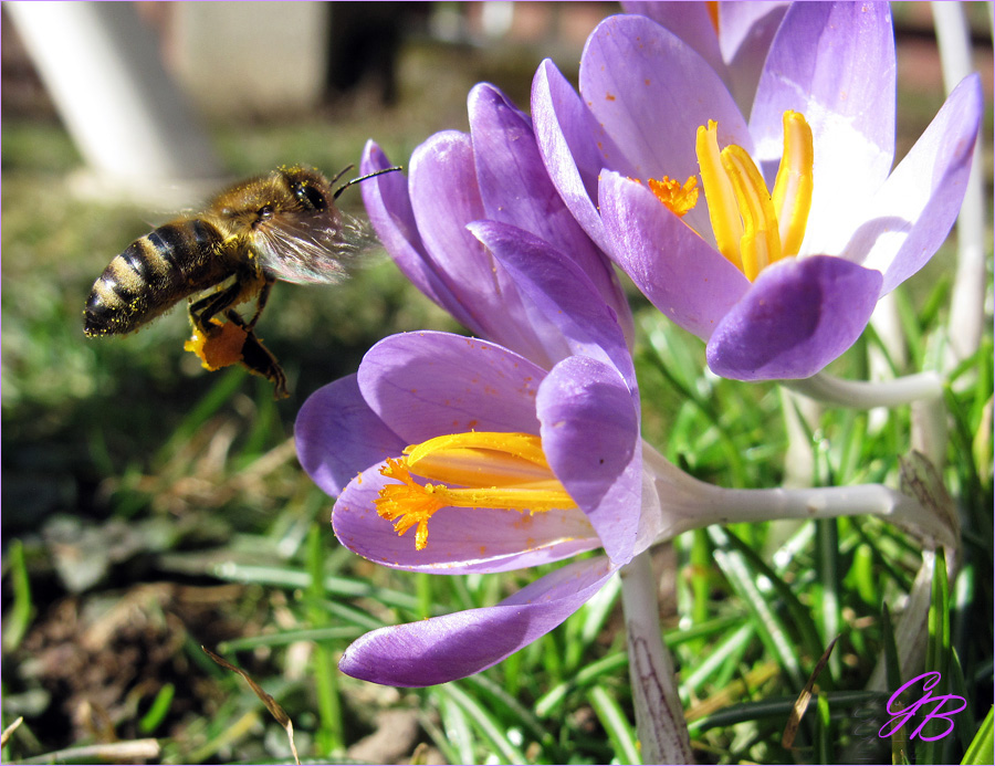 Frühlingsbeginn