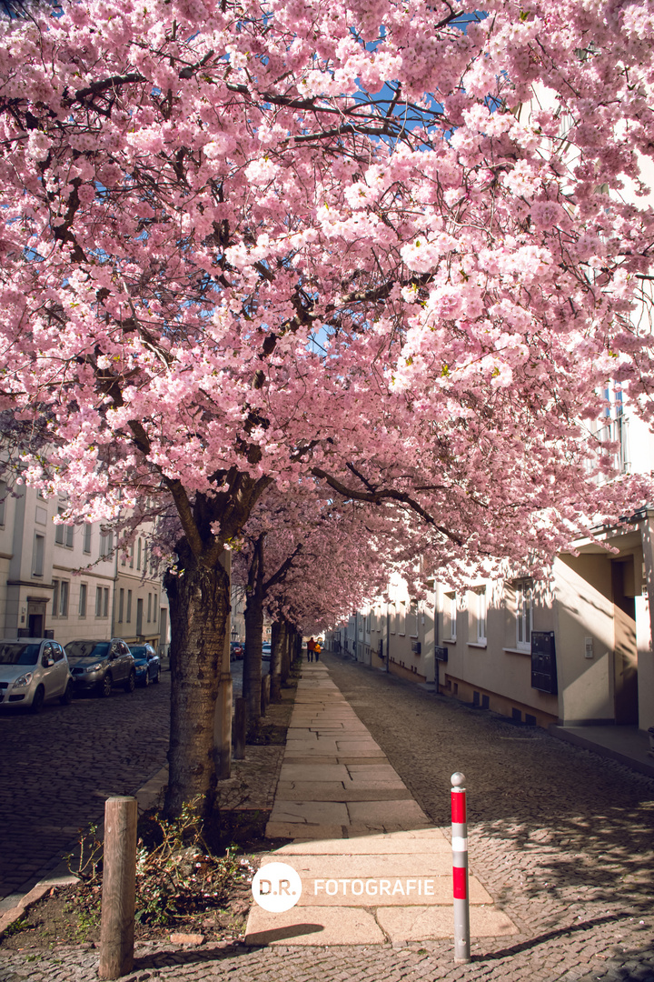 Frühlingsbeginn