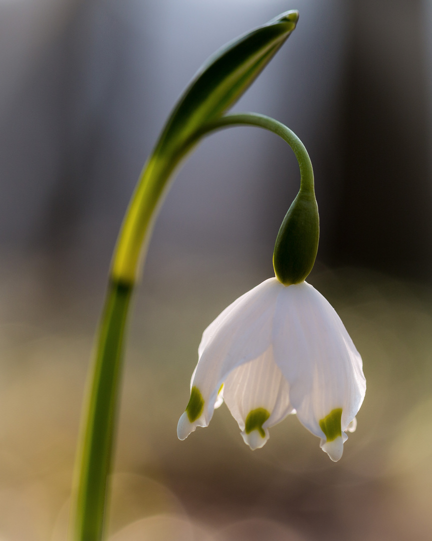 Frühlingsbeginn