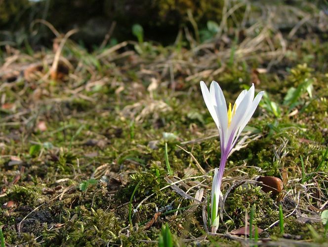 Frühlingsbeginn