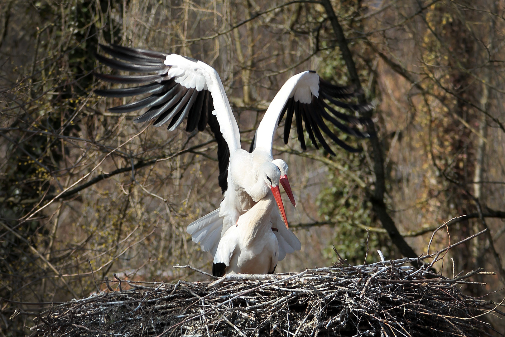FrÃ¼hlingsbeginn^^ Foto & Bild | tiere, zoo, wildpark