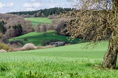 Frühlingsbeginn auf dem Ottweiler Flur (Saarland)