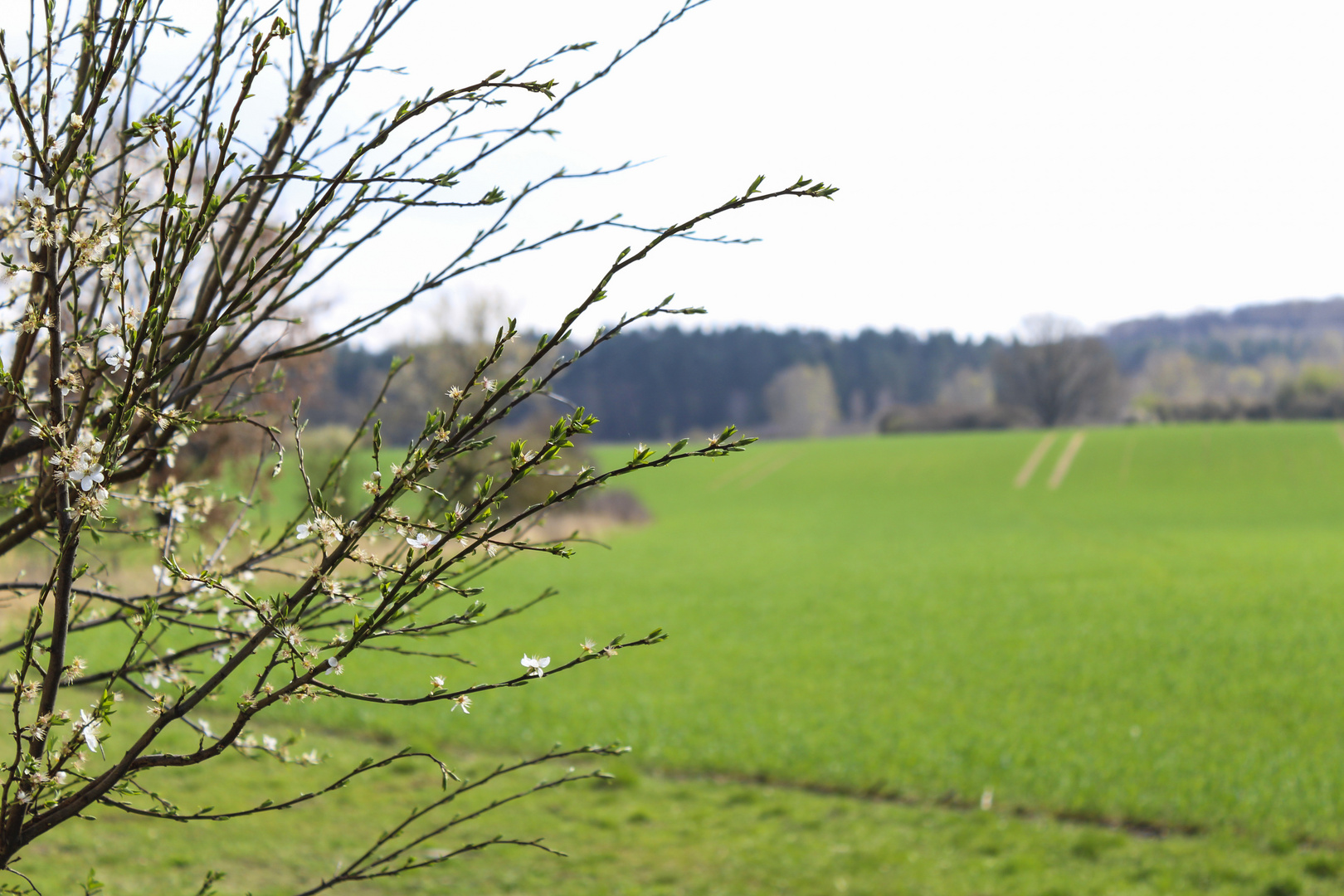 Frühlingsbeginn