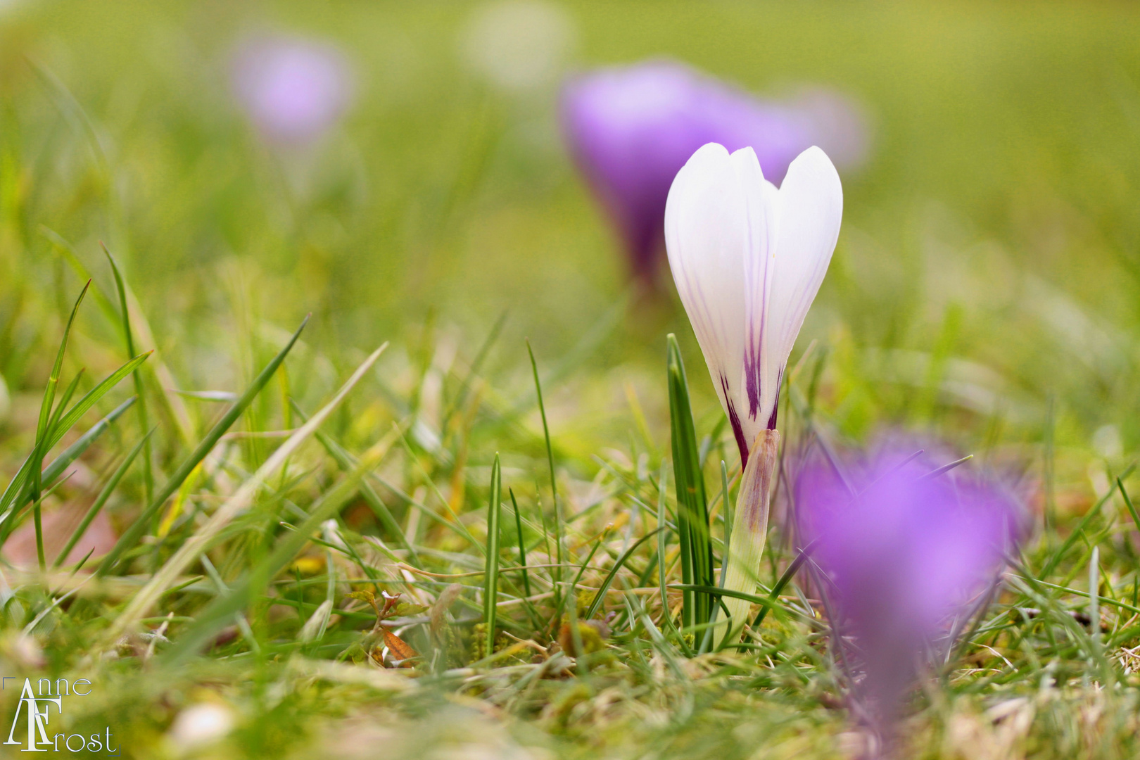 Frühlingsbeginn