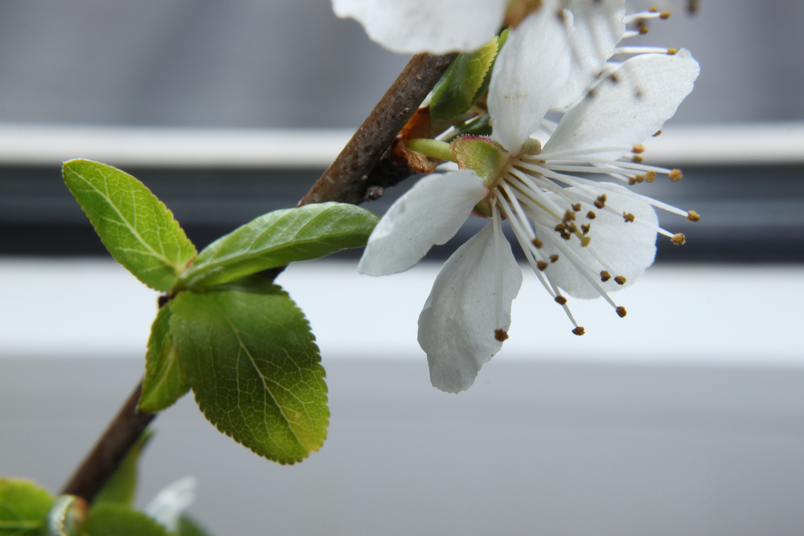 Frühlingsbeginn