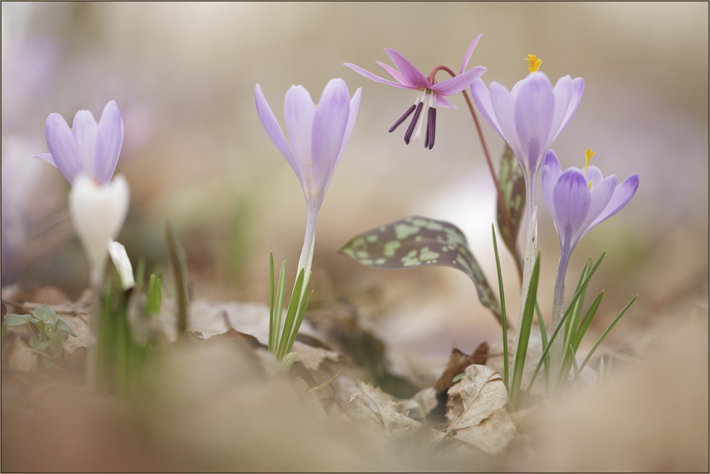 Frühlingsbeginn