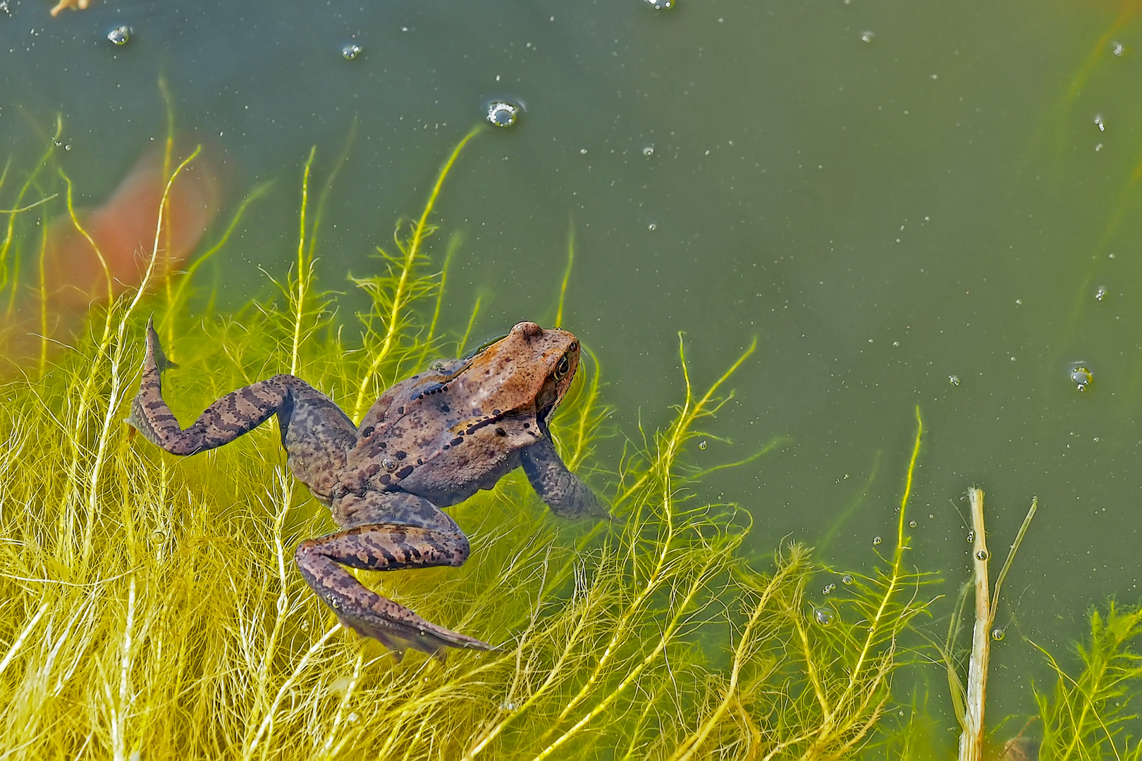 Frühlingsbeginn: Froschzeit! (Rana temporaria)- Le printemps commence, les grenouilles le sentent...