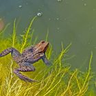 Frühlingsbeginn: Froschzeit! (Rana temporaria)- Le printemps commence, les grenouilles le sentent...