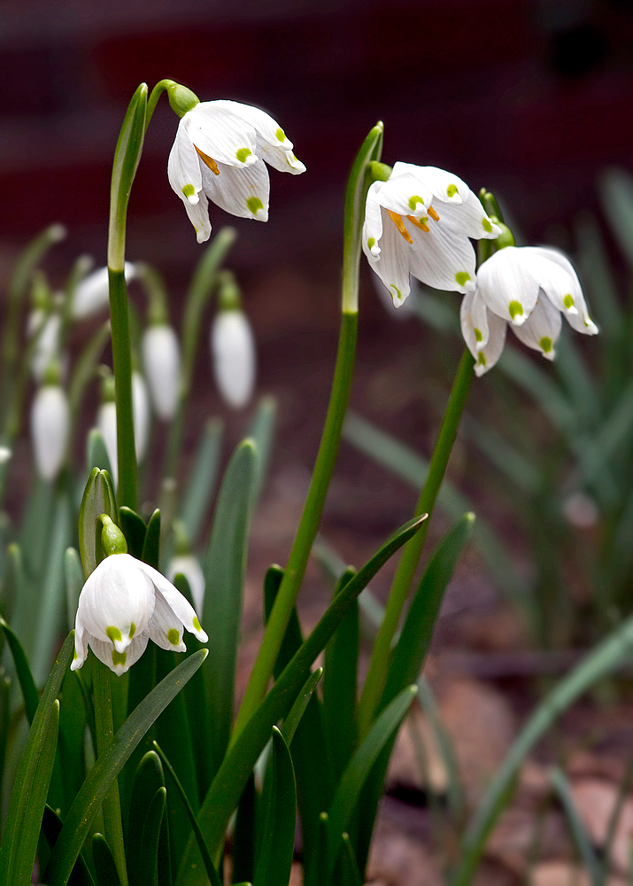 Frühlingsbeginn III