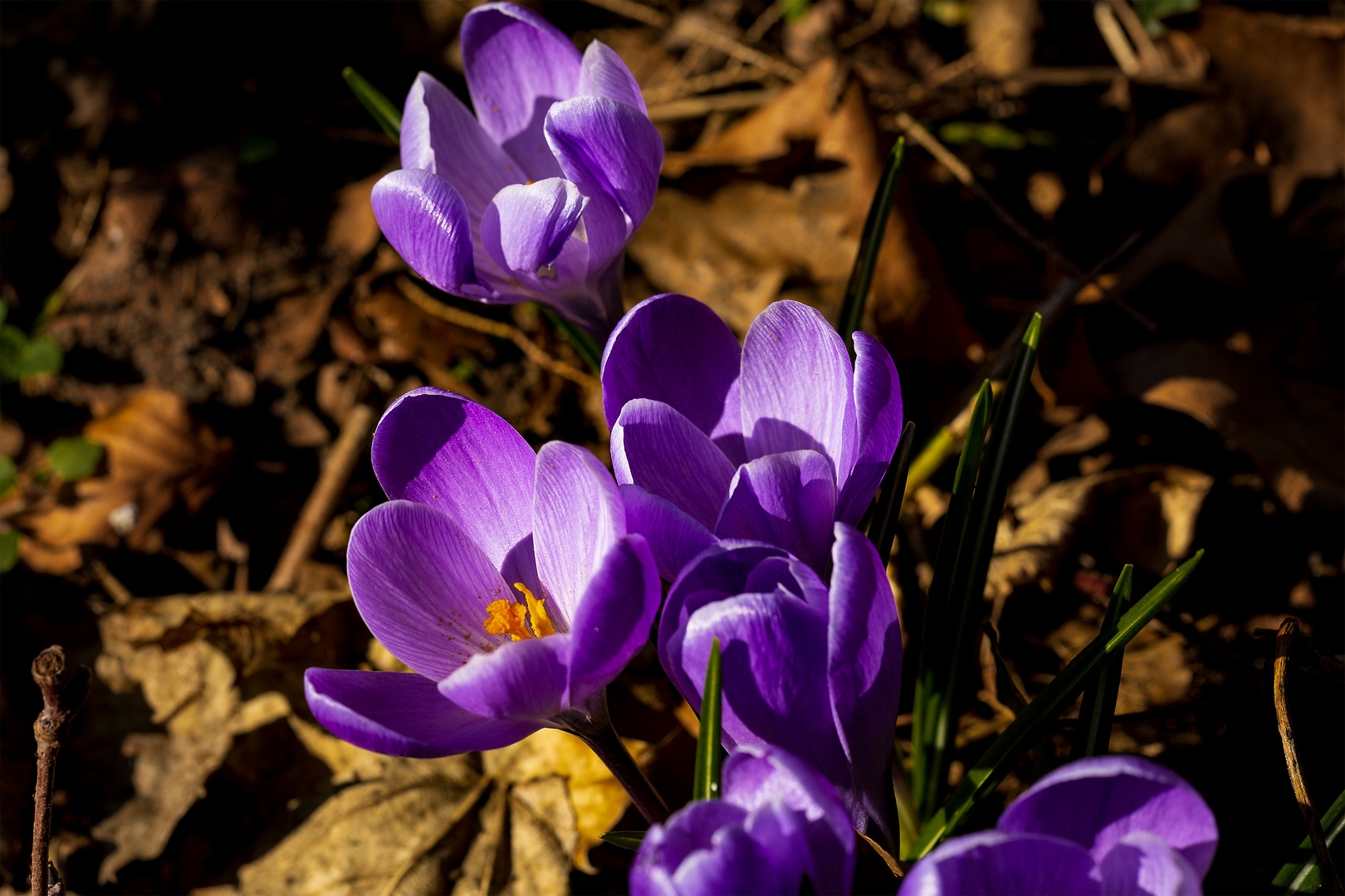 Frühlingsbeginn im Botanischem Garten fc