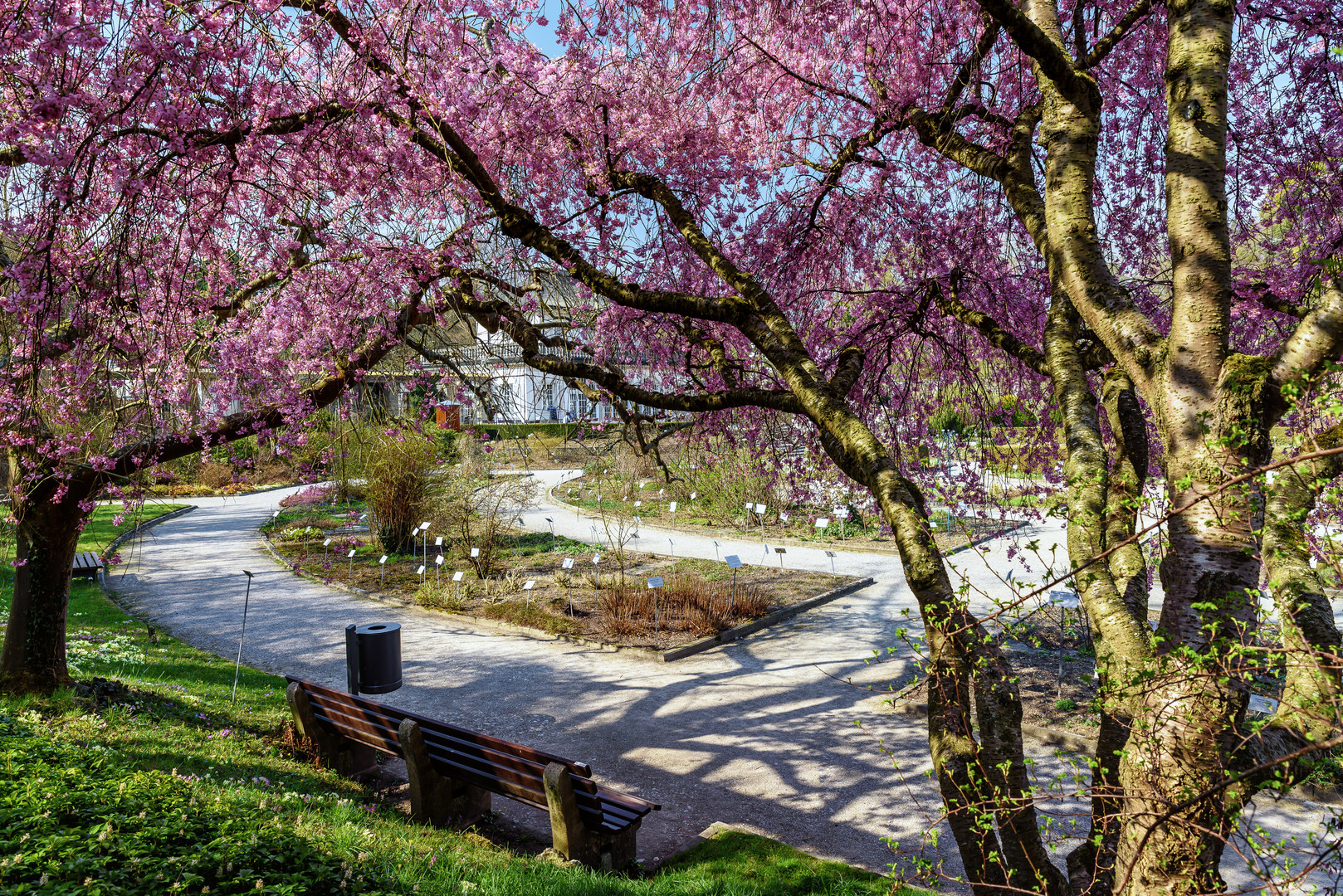 Frühlingsbeginn im Botanischen Garten, München