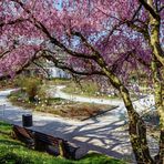 Frühlingsbeginn im Botanischen Garten, München