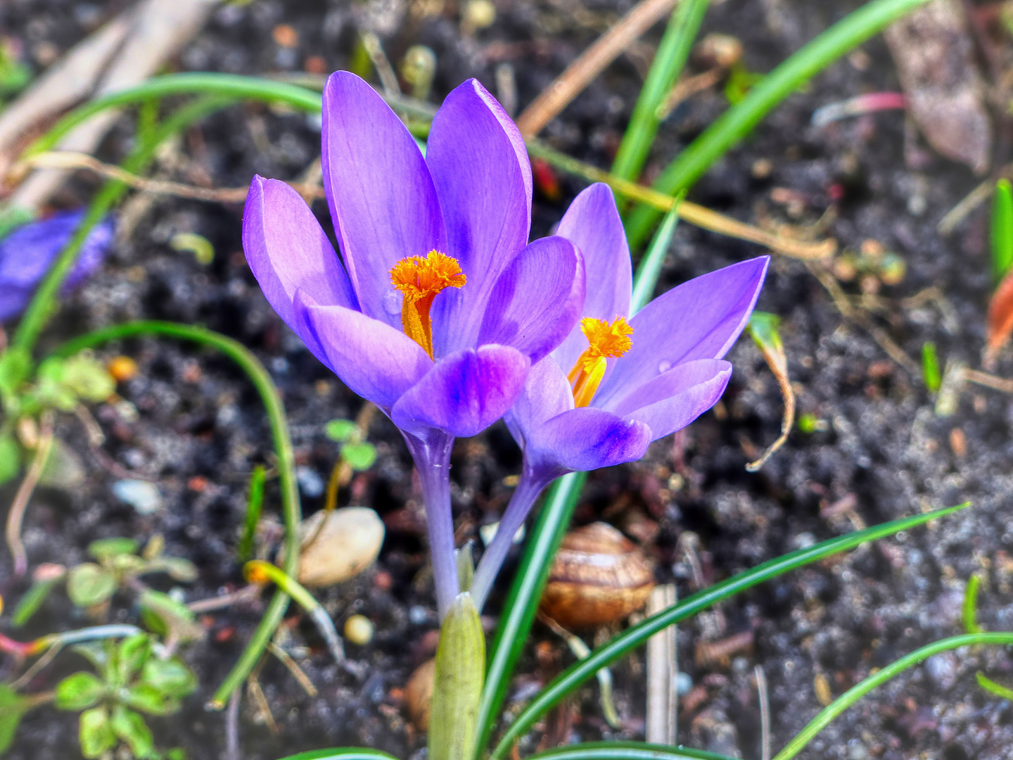 FrühlingsBeginn im Garten