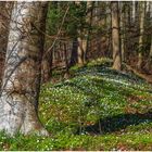 Frühlingsbeginn im Wald