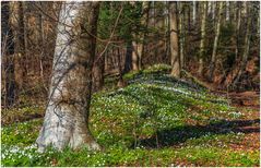 Frühlingsbeginn im Wald