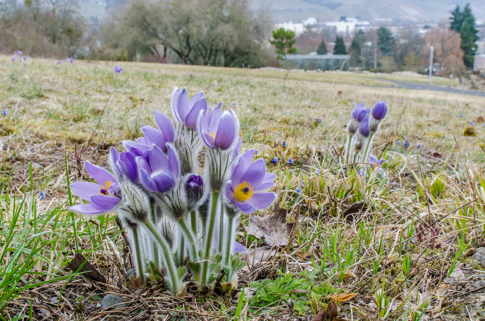 Frühlingsbeginn in Würzburg