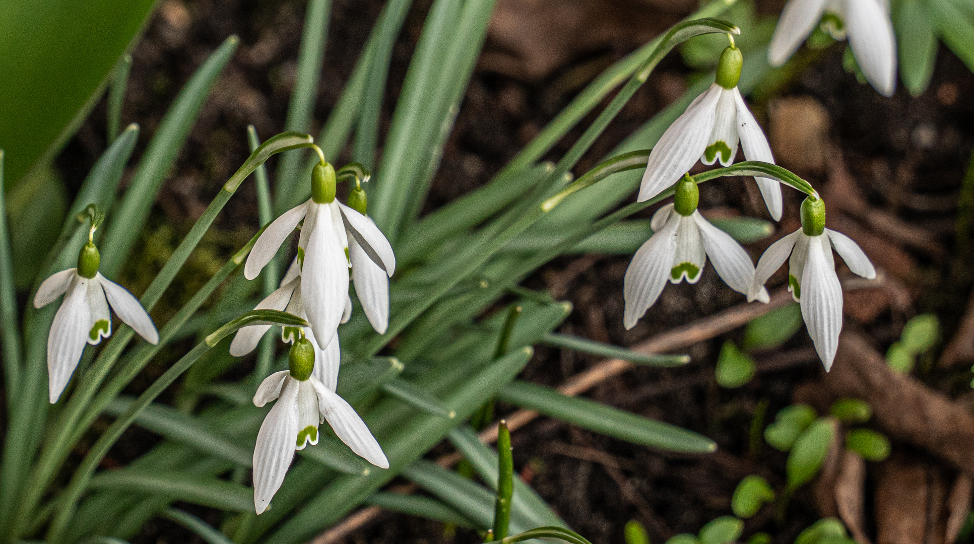 Frühlingsbeginn V Foto & Bild frühling, weiß, natur Bilder auf
