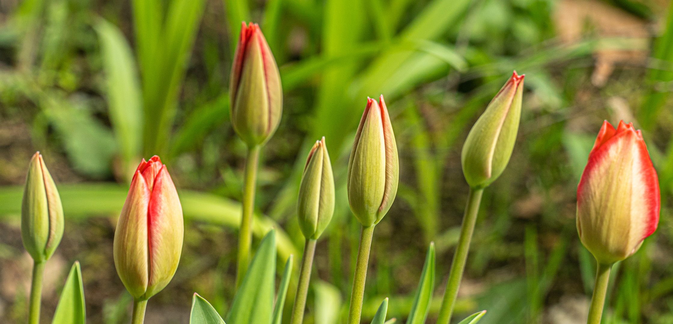 Frühlingsbeginn X Foto & Bild pflanzen, pilze & flechten, blüten