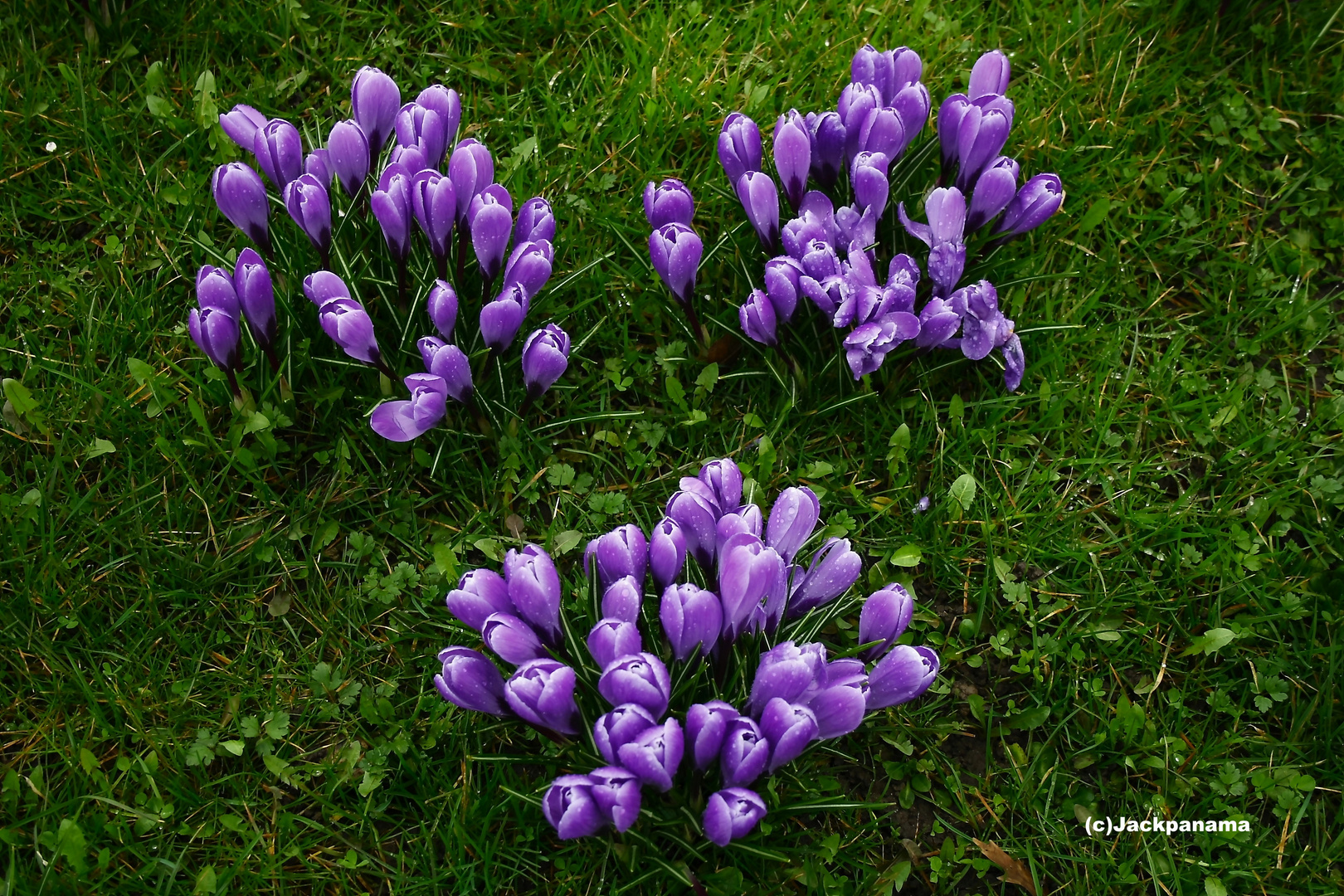 Frühlingsbeginn - Zeit der Krokusse