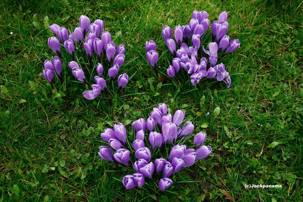 Frühlingsbeginn - Zeit der Krokusse