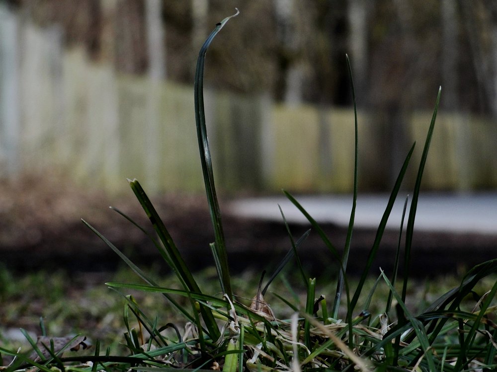 Frühling(s).Beissen