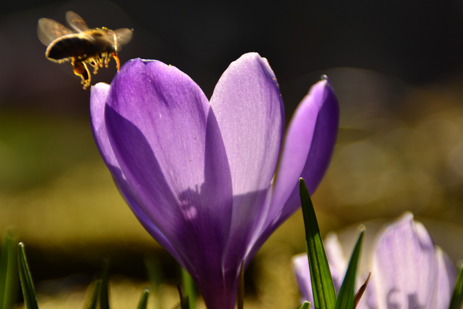 Frühlingsbesuch