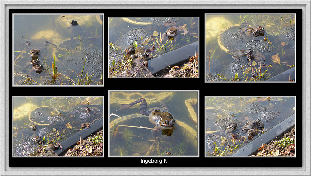 Frühlingsbesuch in meinem Teich - die Grasfrösche sind wieder da