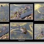 Frühlingsbesuch in meinem Teich - die Grasfrösche sind wieder da