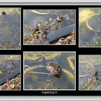 Frühlingsbesuch in meinem Teich - die Grasfrösche sind wieder da