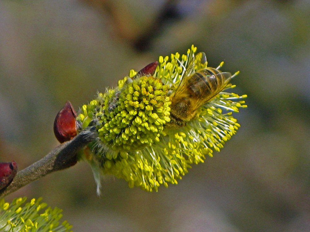 Frühlingsbienchen