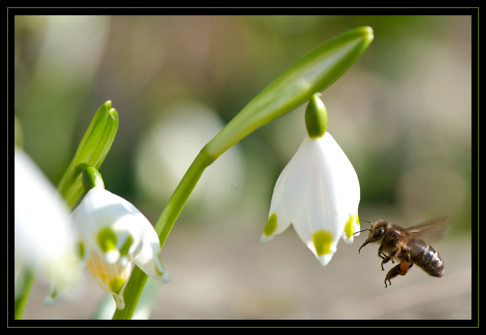 Frühlingsbiene