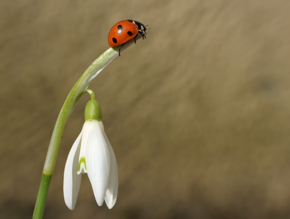 Frühlingsbild