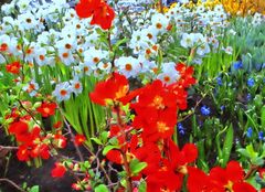 Frühlingsbild der Frühlingsausstellung im Palmengarten Frankfurt