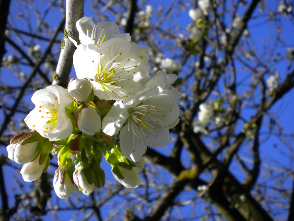 Frühlingsbild.