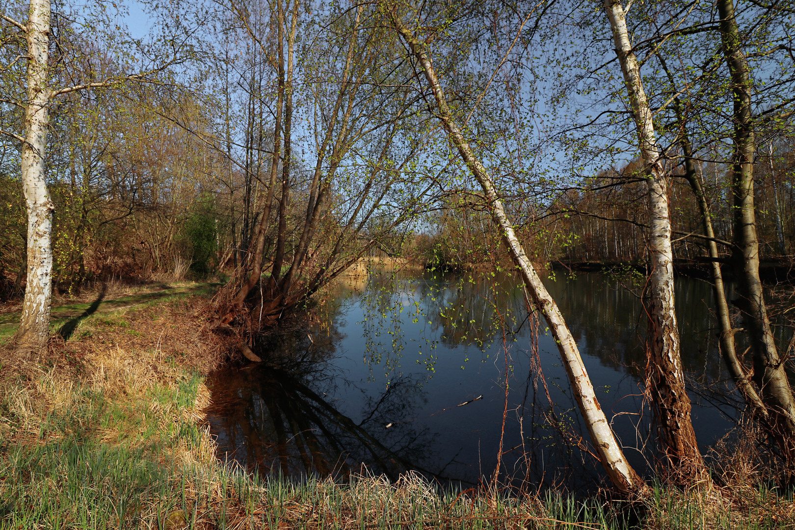 Frühlingsbirken am Ufer