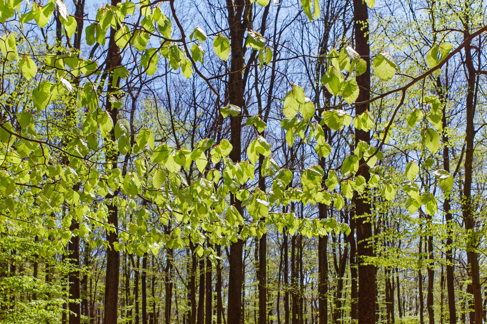 Frühlingsblätter im Licht