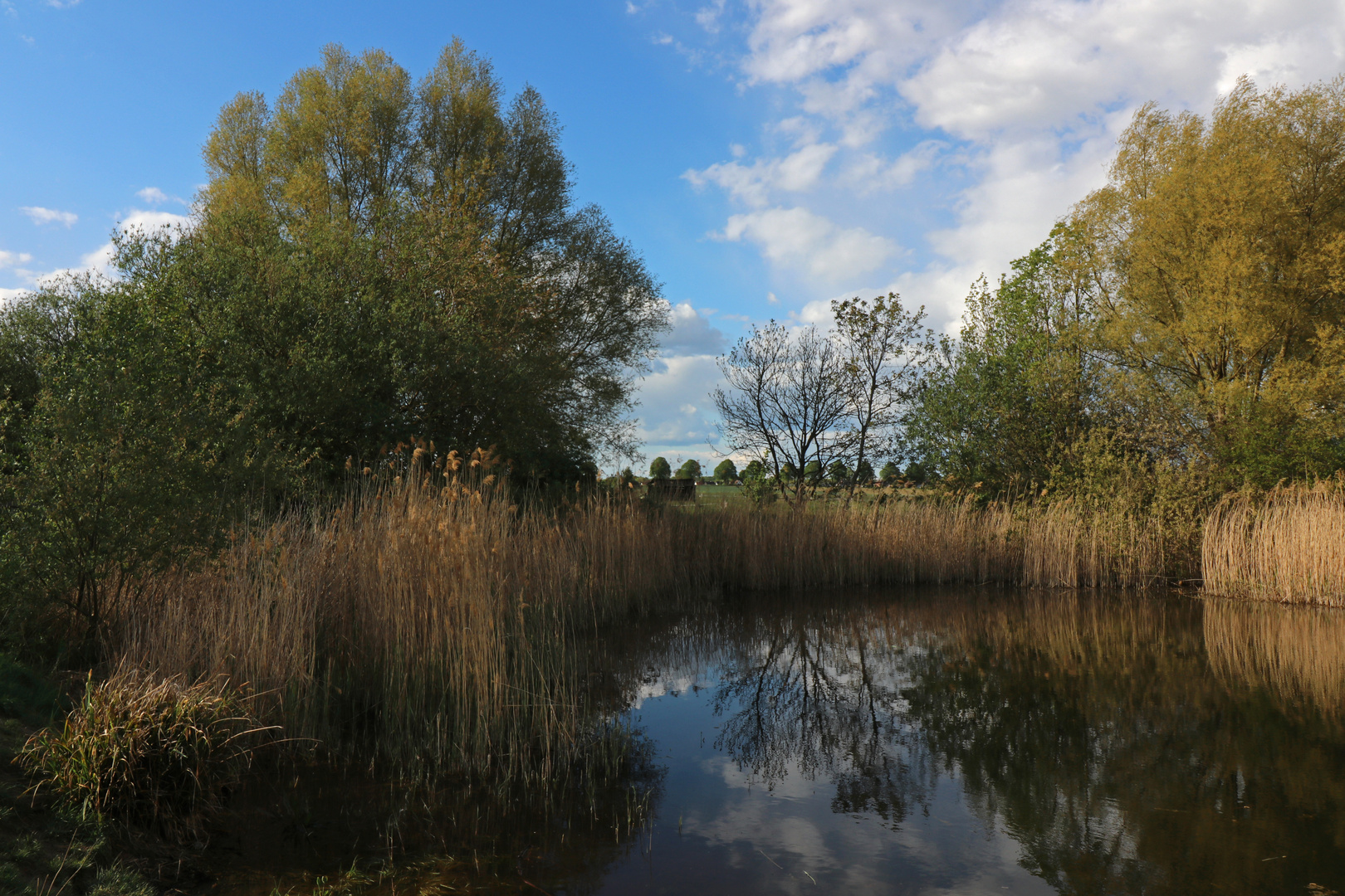 Frühlingsbläue überm Park