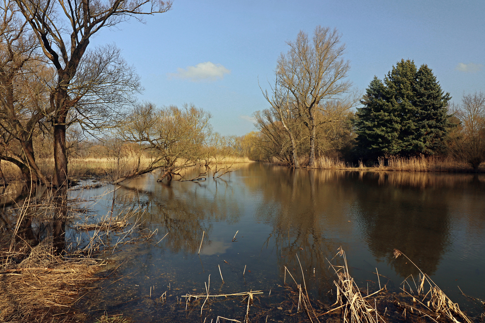 Frühlingsbläue überm Teich