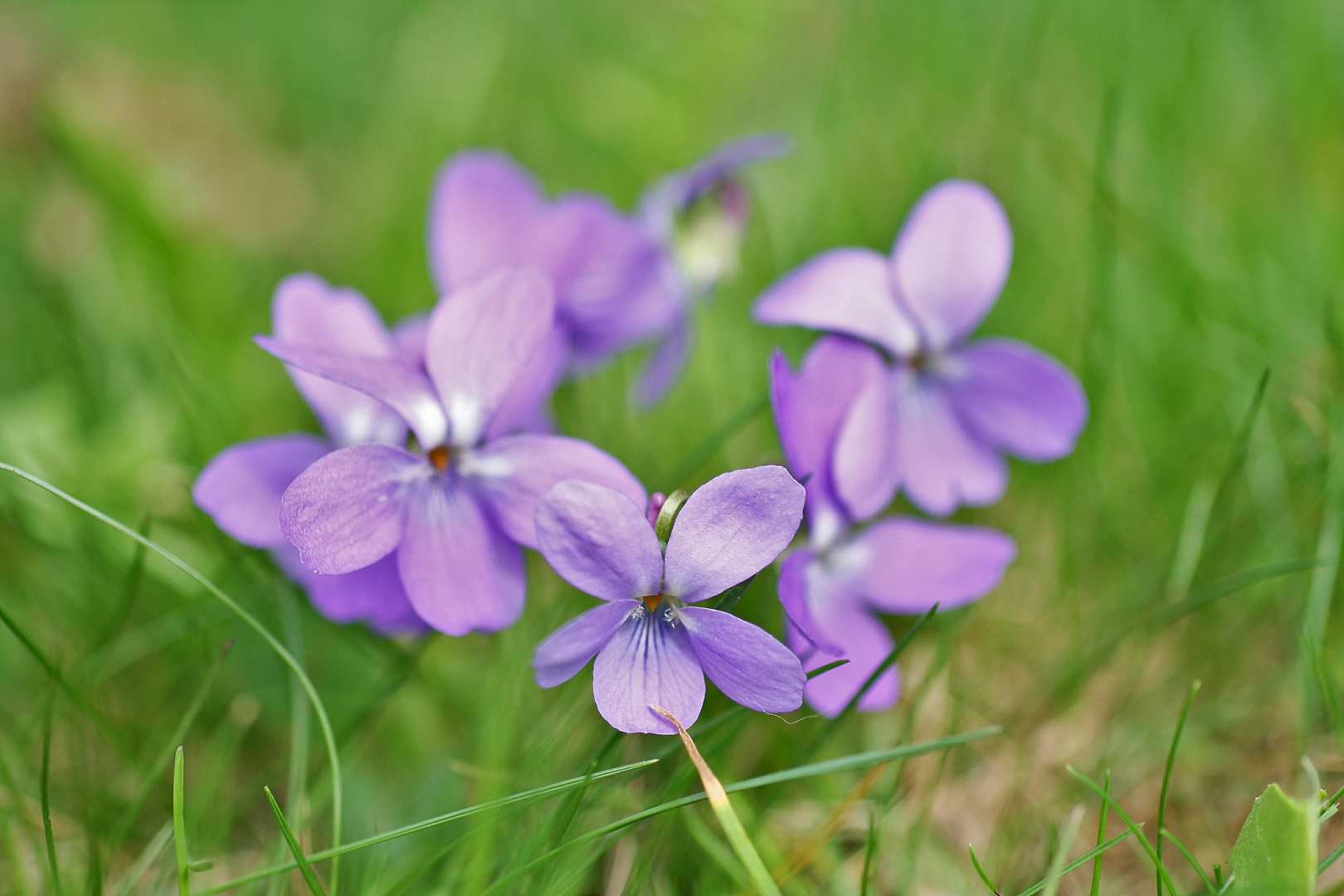 Frühlingsblau