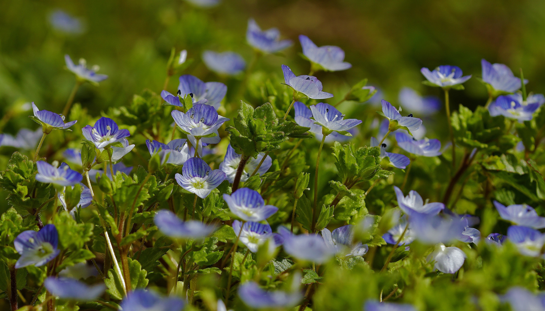 ....Frühlingsblau....