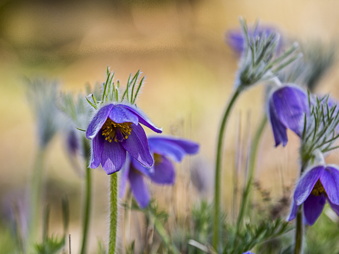 Frühlingsblau 1