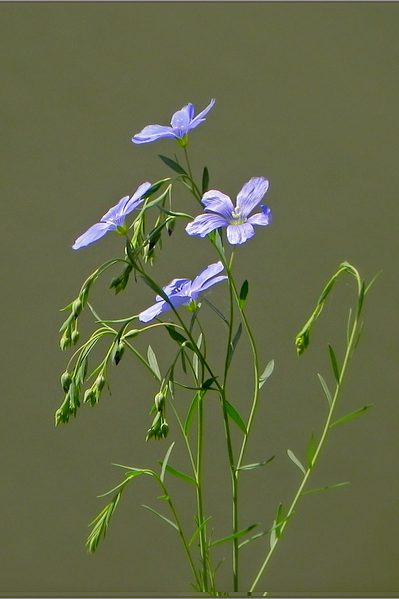 Frühlingsblau