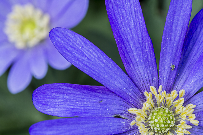 Frühlingsblau 2