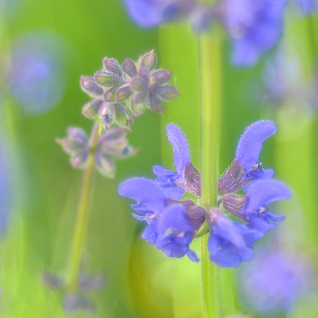 Frühlingsblau