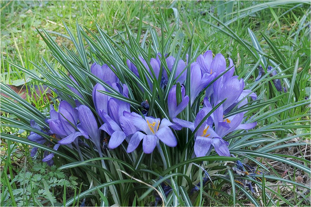  Frühlingsblau