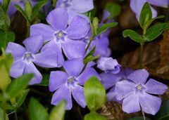 Frühlingsblau