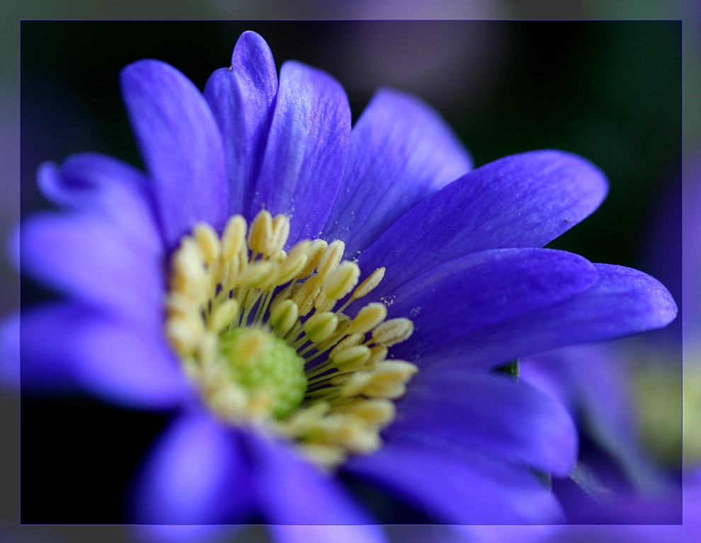 frühlingsblau