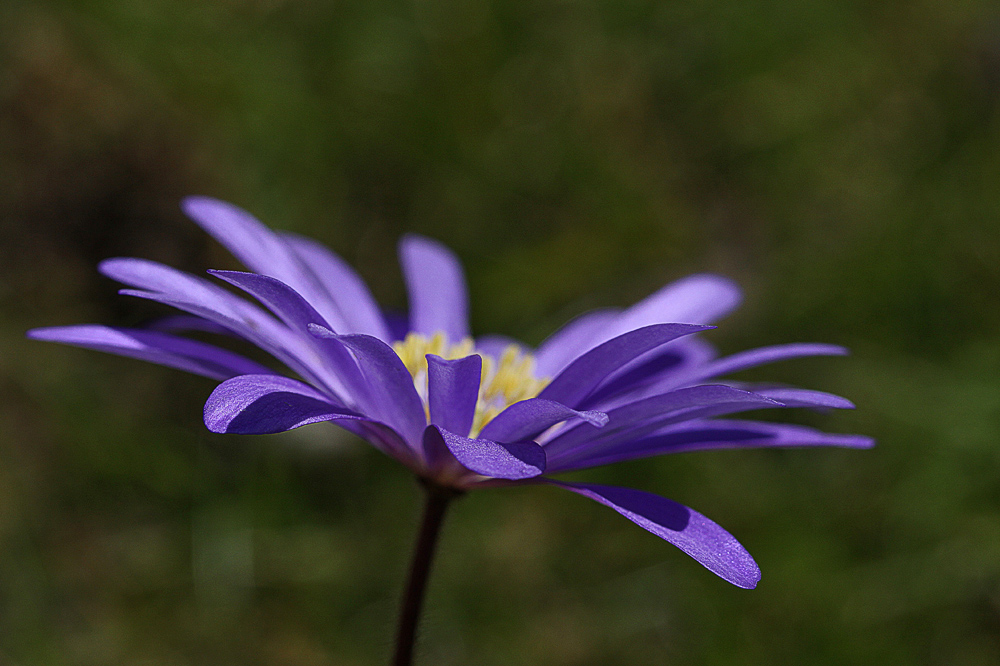 frühlingsblau