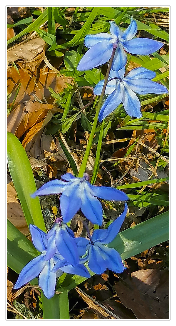 Frühlingsblau