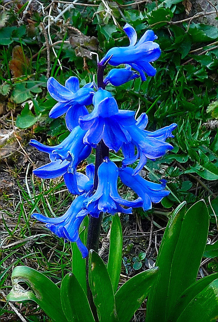 Frühlingsblau